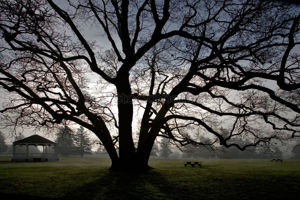 Similar – alt wie ein baum…