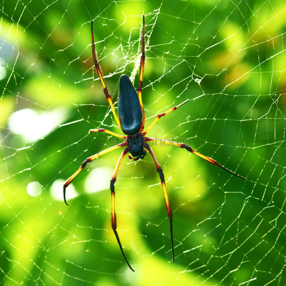 Image, Stock Photo horned spider in the web