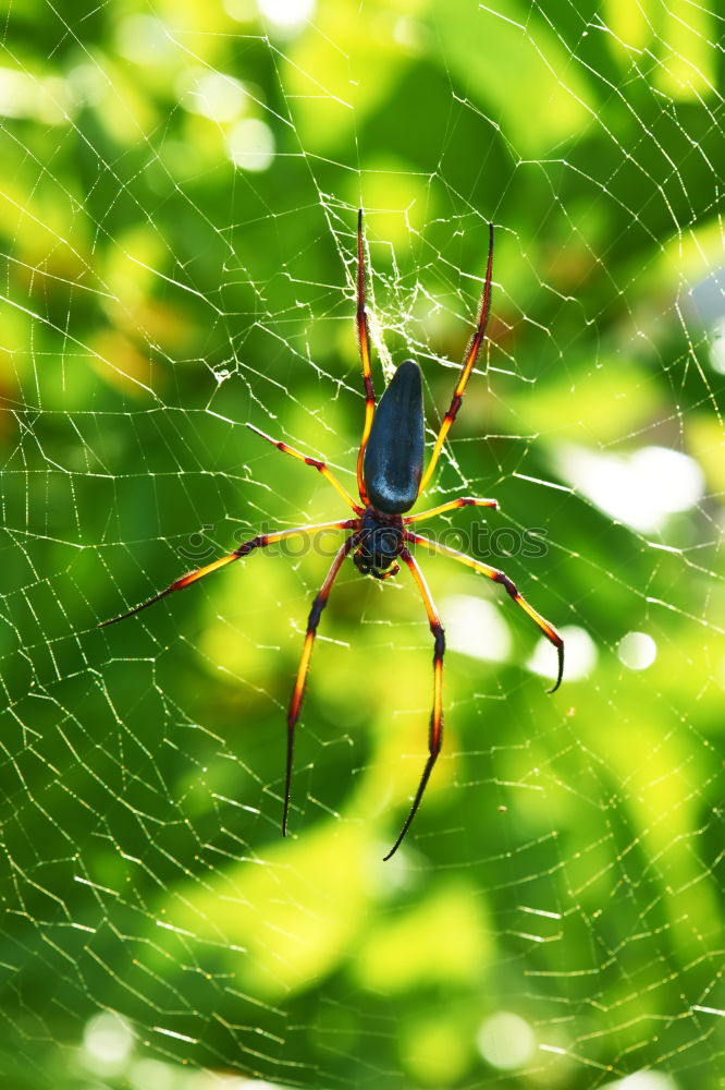 Similar – Image, Stock Photo horned spider in the web