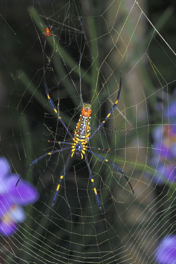 Similar – Checkered Thistlebuck (Agapanthia villosoviridescens)