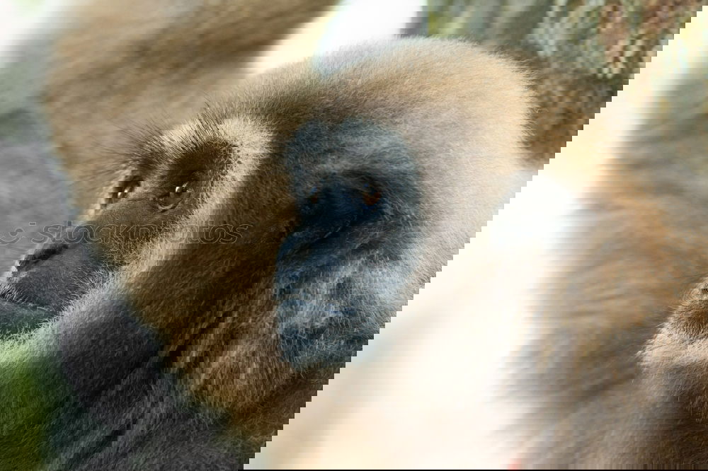 Similar – Image, Stock Photo Gibbon in the rainforest