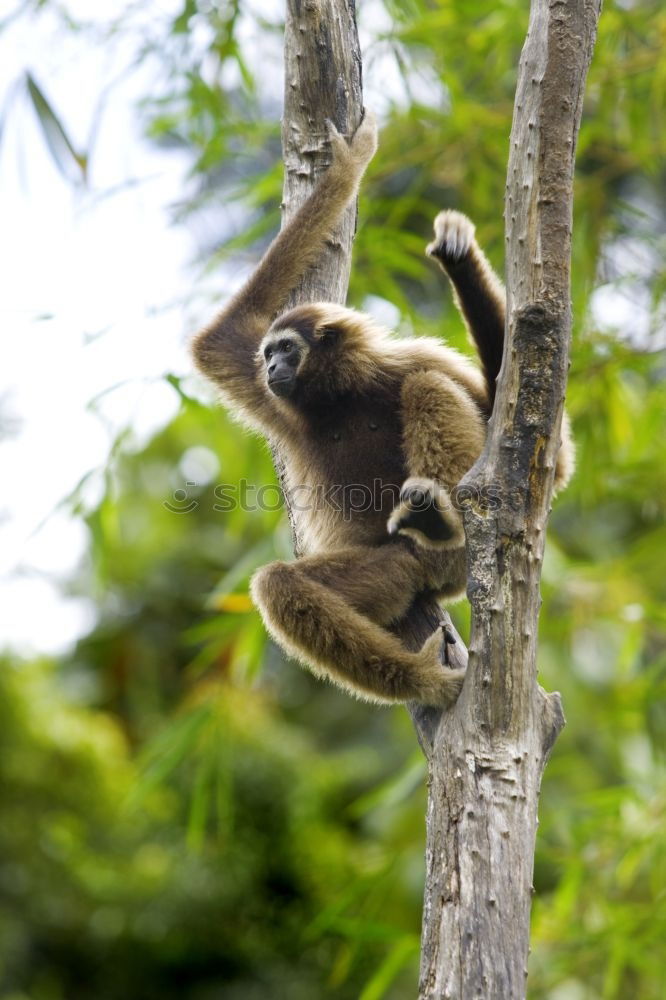 Similar – Image, Stock Photo Sloth in Costa Rica 2