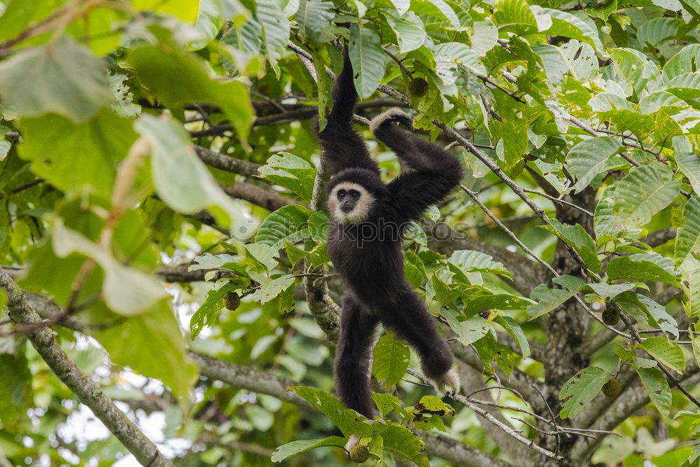 Similar – Sloth in Costa Rica 1