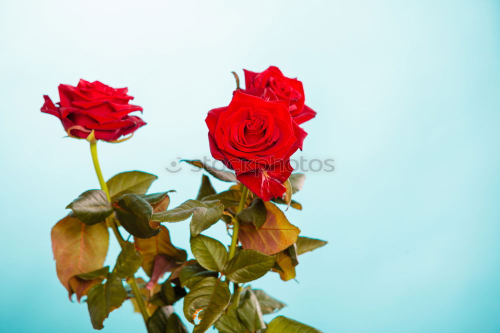 Similar – La Rose Red Thorn