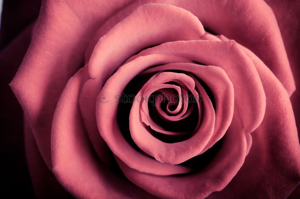 Similar – Image, Stock Photo Rose Pink Red Nature Plant