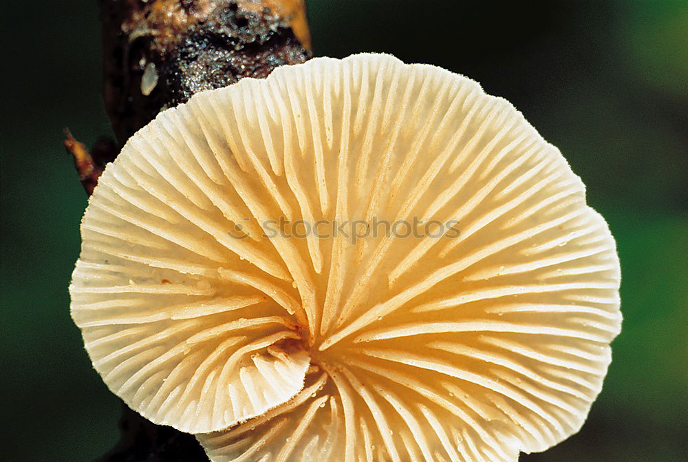 Similar – Image, Stock Photo Mushroom Impressions Tree