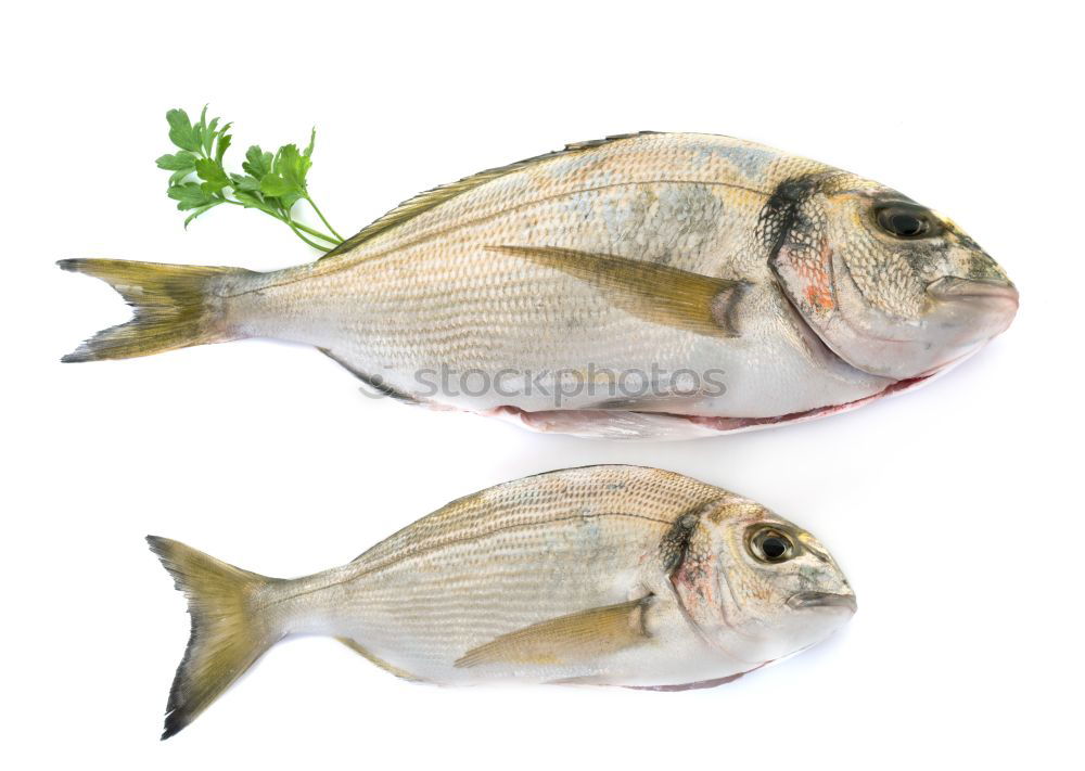 Similar – Image, Stock Photo Except! Delicious Dorade