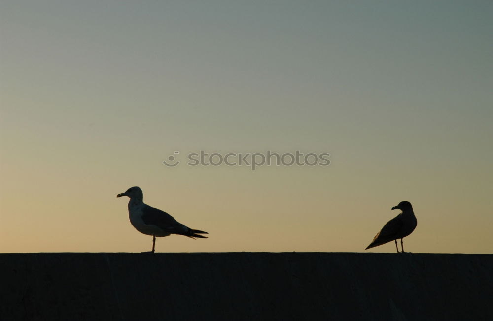 Similar – Image, Stock Photo Schaaf Pair Summer Animal