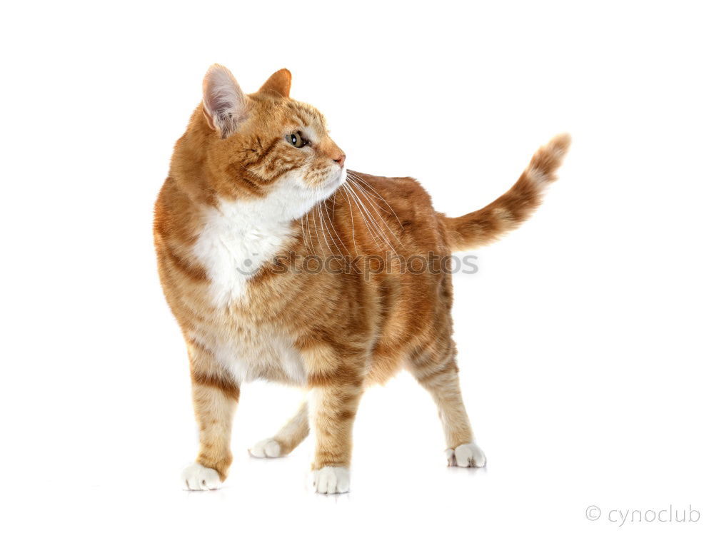 Similar – Image, Stock Photo hungry unhappy cat Pet Cat