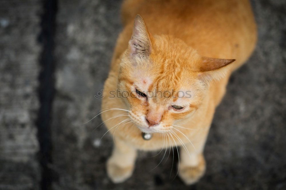 Similar – Image, Stock Photo cat Summer Greece Crete