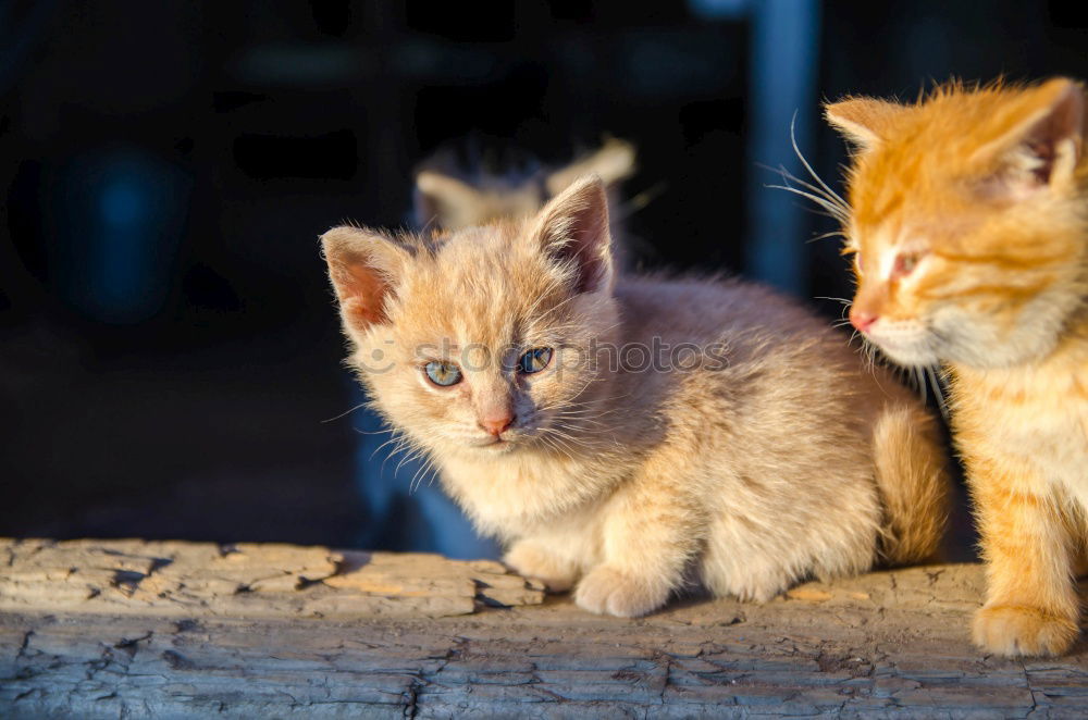 Similar – kittens Animal Pet Cat 3