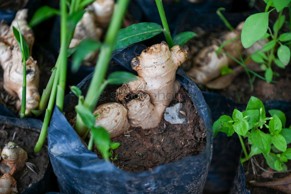 Similar – Close up parsnips in the garden