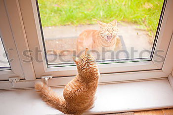 Similar – Image, Stock Photo Day Dream Cat Orange Green