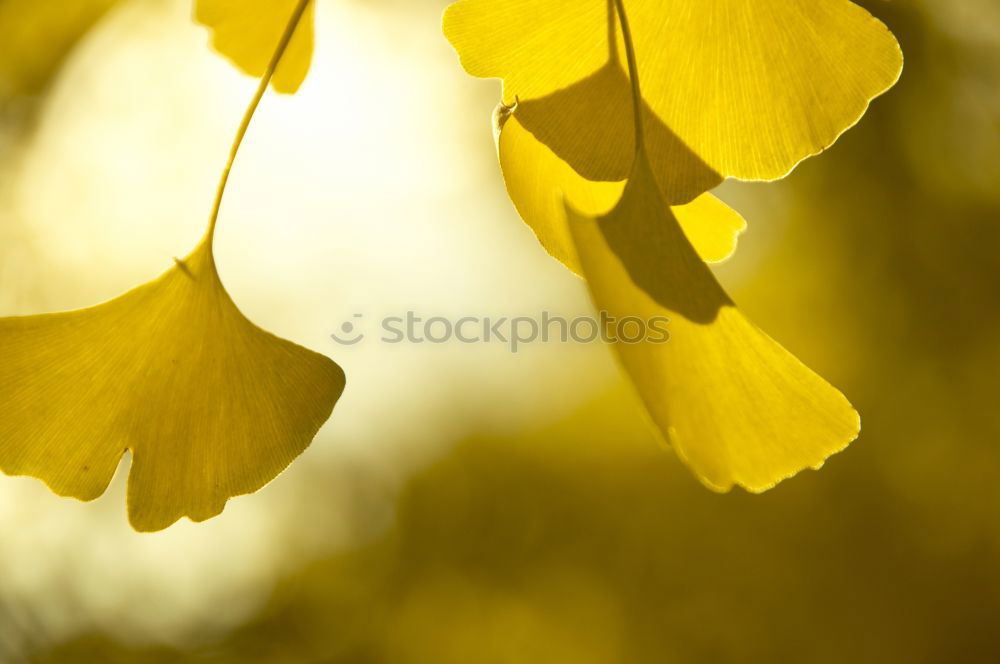 Similar – Image, Stock Photo Yellow! Environment Nature