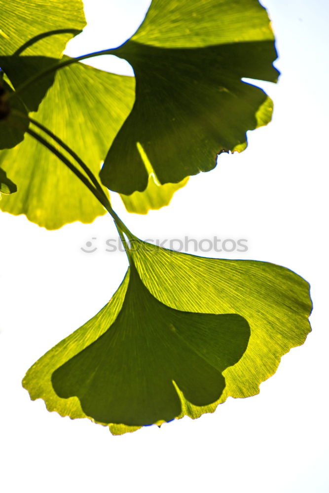 Similar – Image, Stock Photo tender blossom Delicate