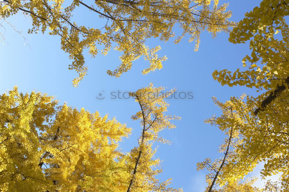 Similar – Trauerweide Farbfoto