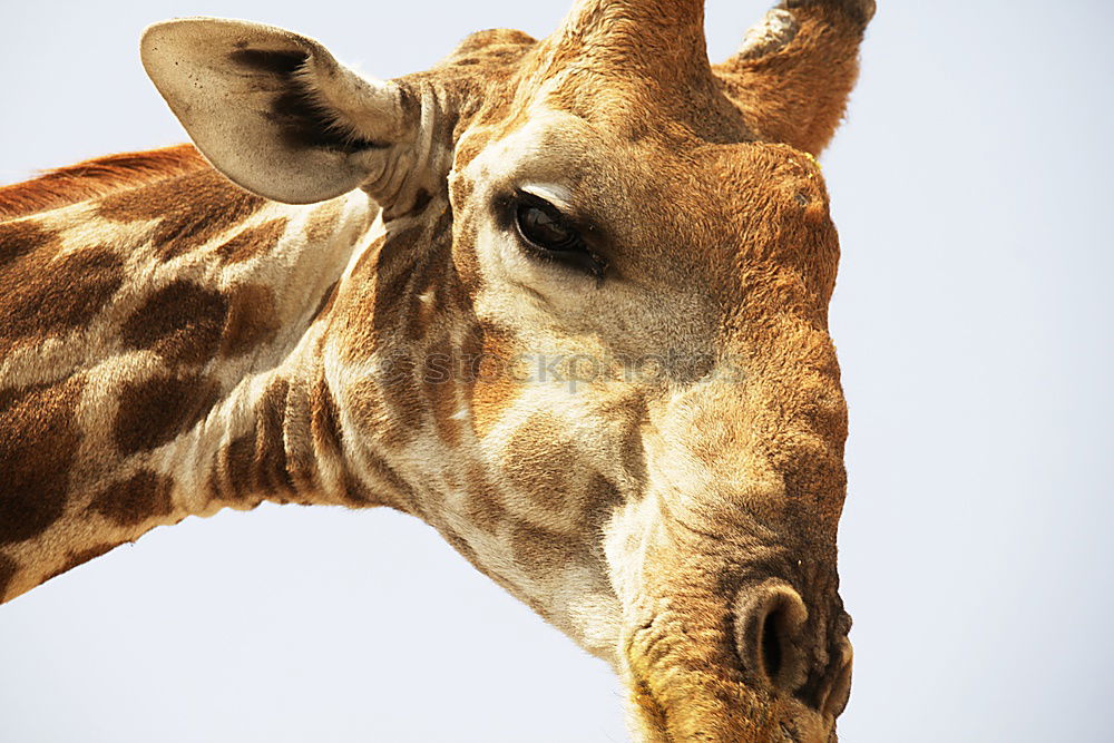 Similar – Foto Bild ??? Safari Tier