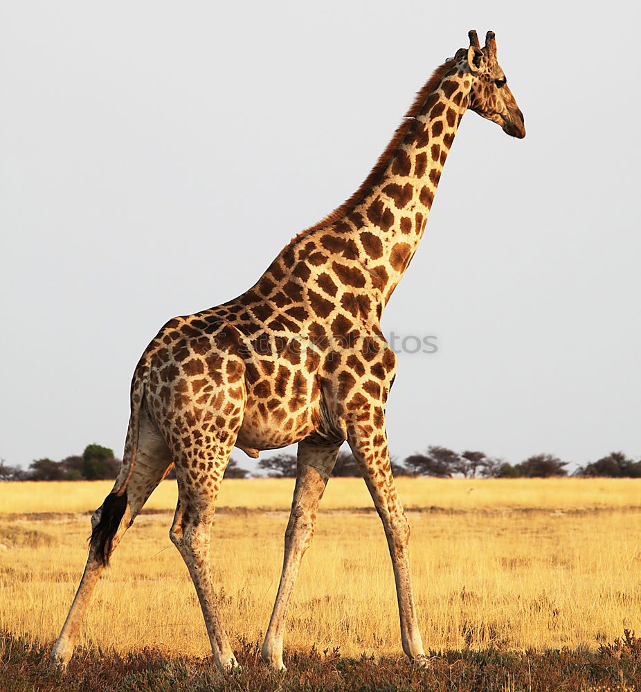 Similar – giraffe Namibia giraffe