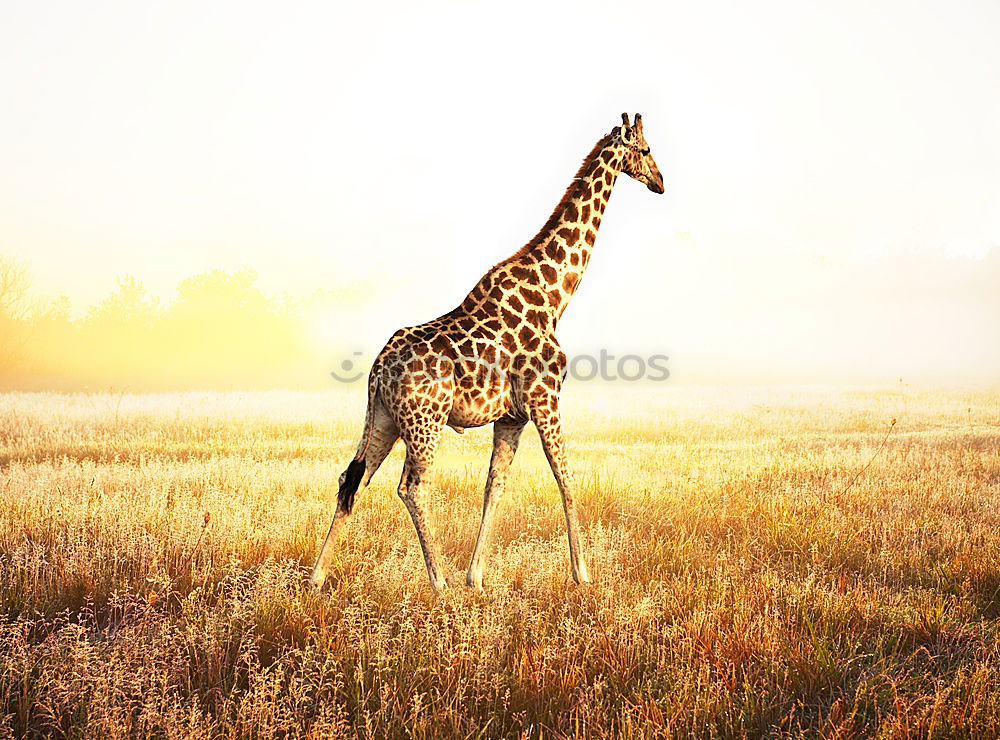 Similar – giraffe Namibia giraffe