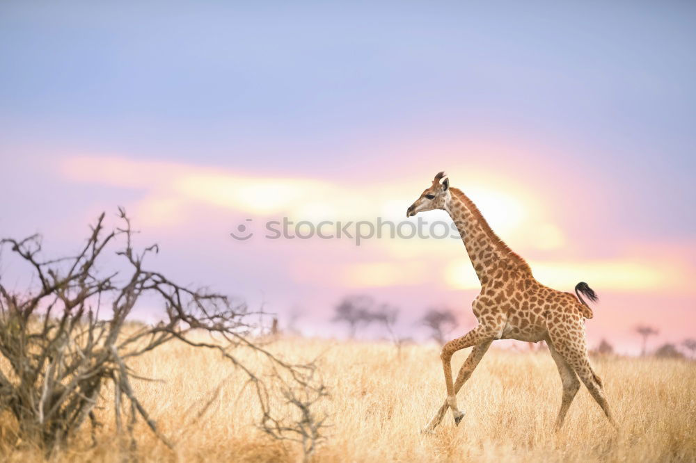 Similar – safari giraffe