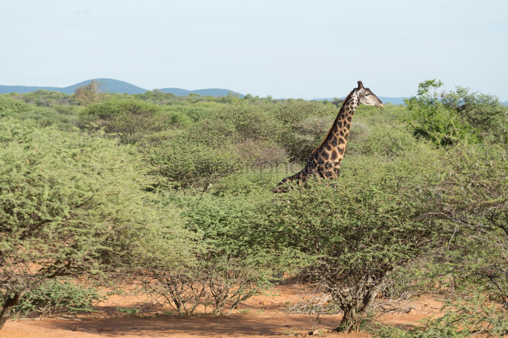 Giraffe taucht auf aus der Wildnis