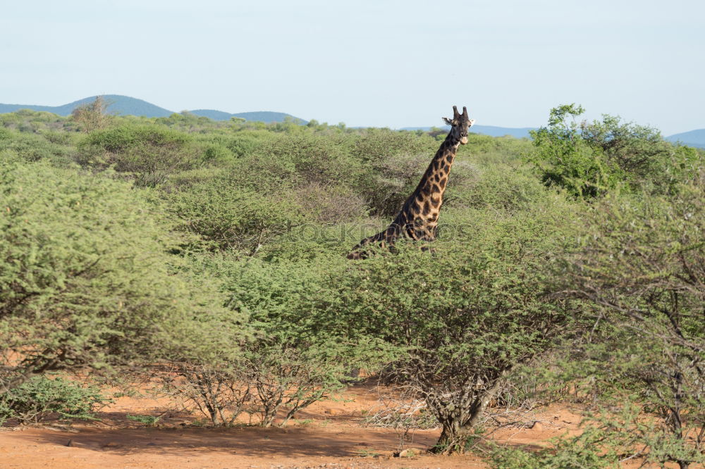 Similar – Giraffe taucht auf aus der Wildnis