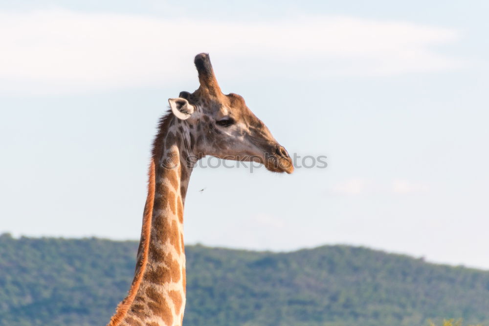 Similar – Image, Stock Photo Neck and head of a giraffe near a green tree