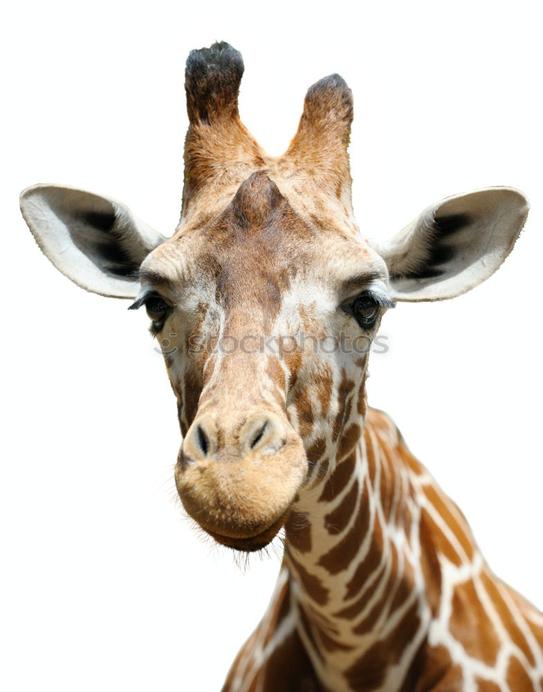 Similar – Wild African Giraffe Portrait