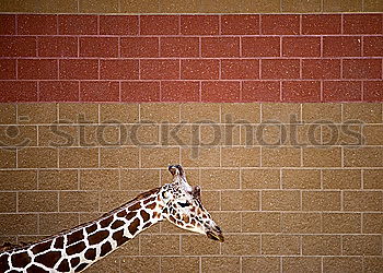 Giraffe portrait over brick wall close up