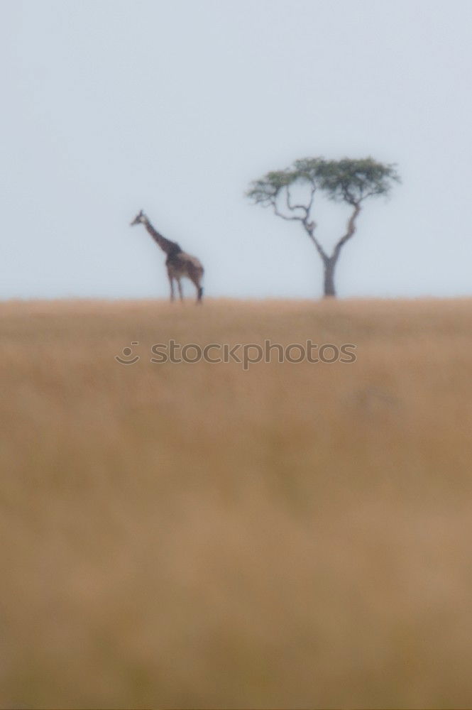 Similar – kudu Vacation & Travel