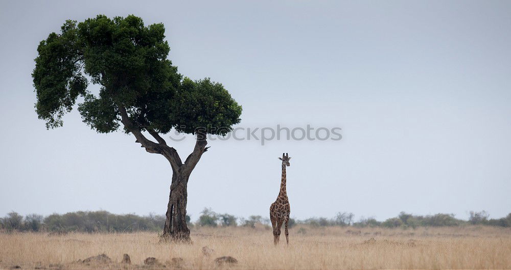 Similar – Foto Bild unter Palmen