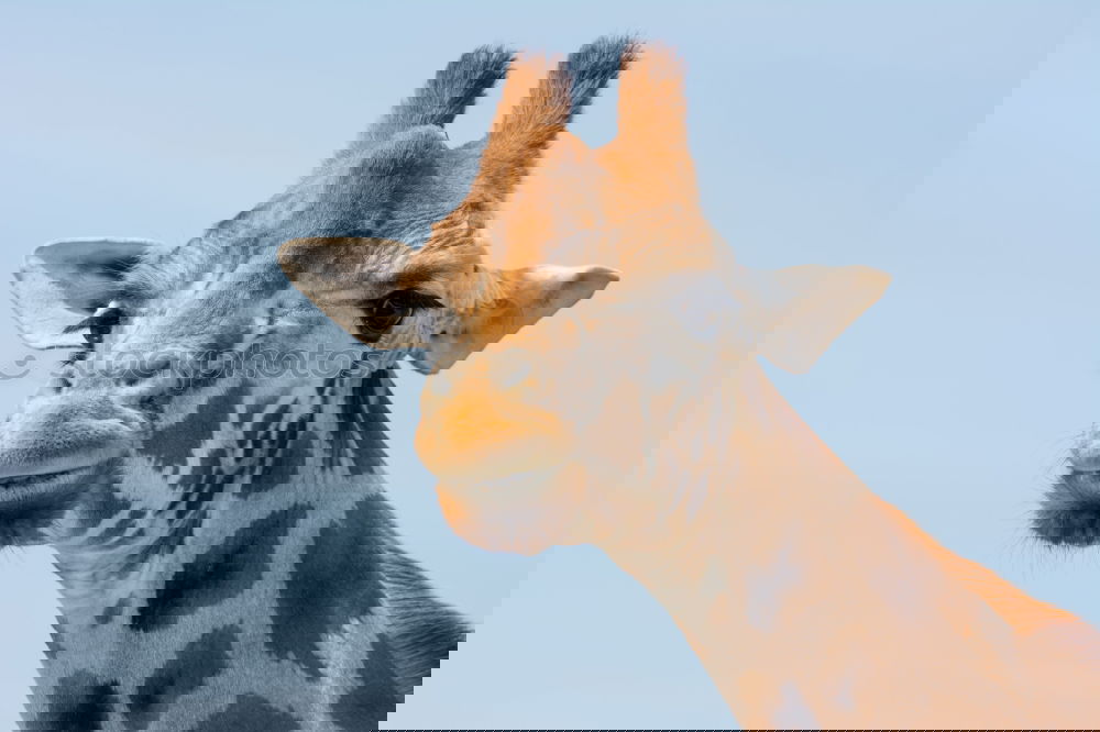 Similar – Image, Stock Photo Giraffe looks interested