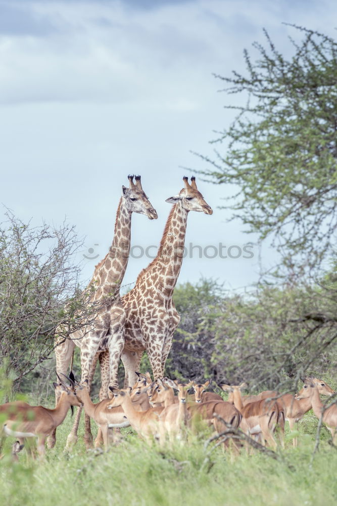 Similar – giraffe Safari Wild animal