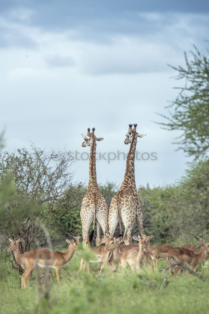 Similar – giraffes Safari Nature