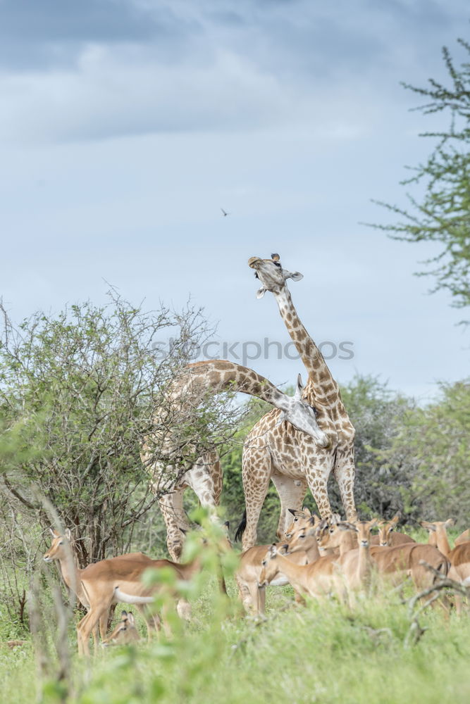 Similar – giraffe Safari Wild animal