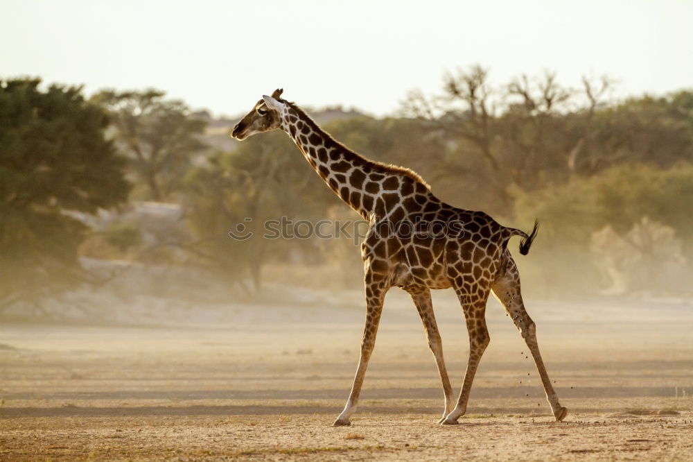 Similar – giraffe Namibia giraffe