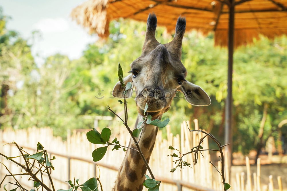 Similar – The donkey looks sleepy and bored and doesn’t let himself be put off so quickly.