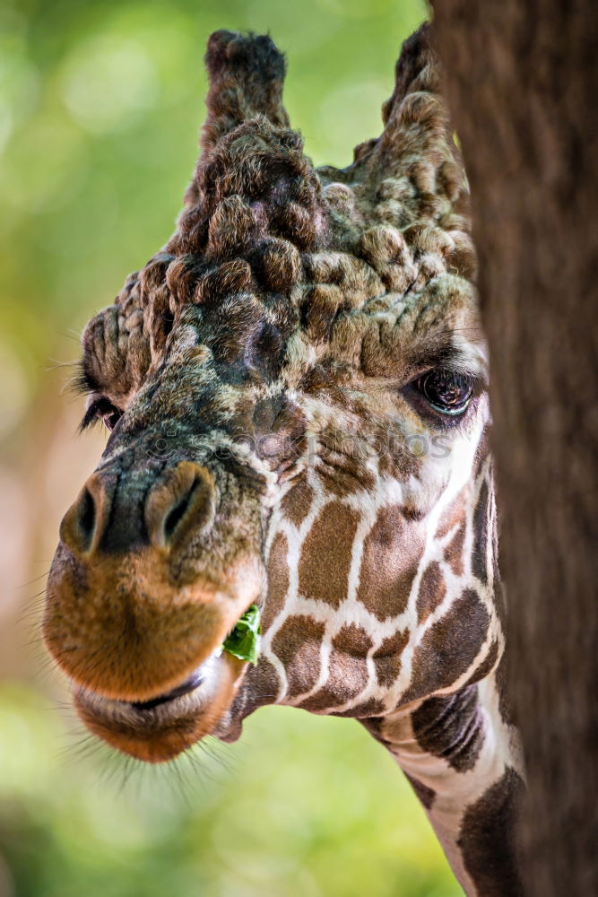 Similar – Foto Bild so nen Haaaals Zoo Safari