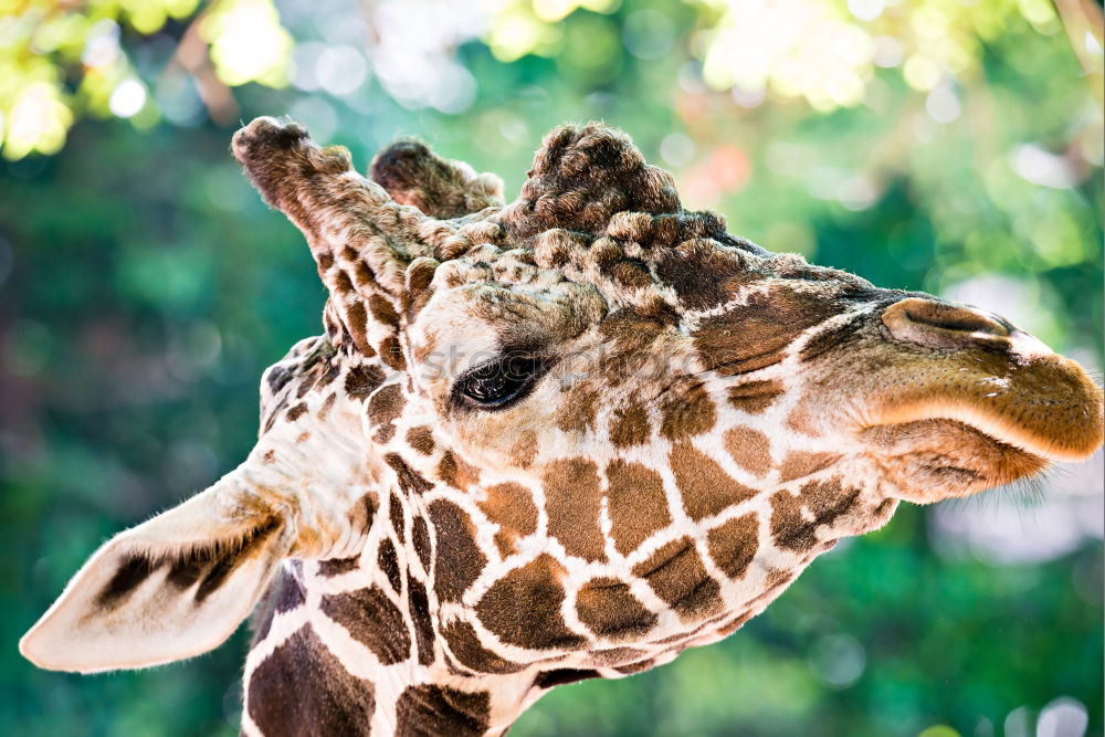 Similar – Wild African Giraffe Portrait