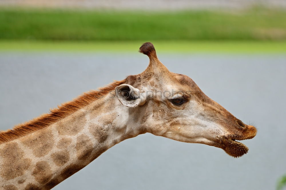 Similar – Wild African Giraffe Portrait