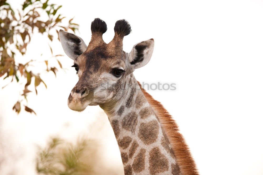 Similar – Wild African Giraffe Portrait