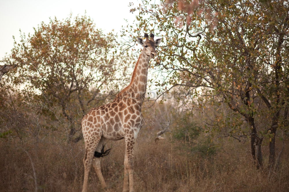 Similar – giraffe Namibia giraffe