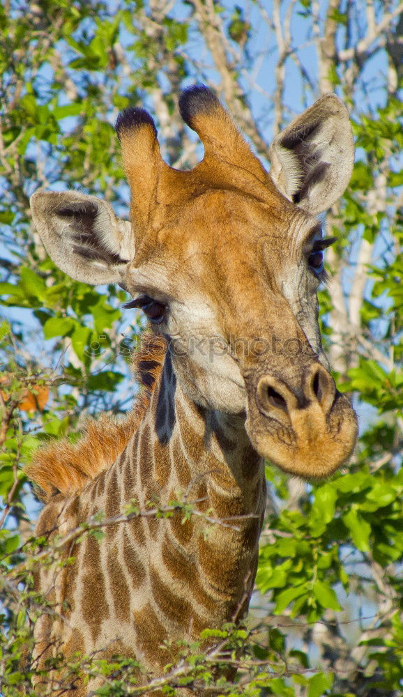 Similar – Image, Stock Photo ? Animal Zoo Giraffe 1