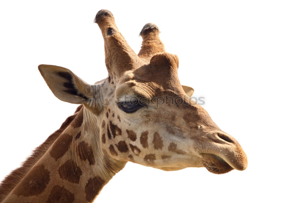 Similar – giraffe Wilderness Zoo