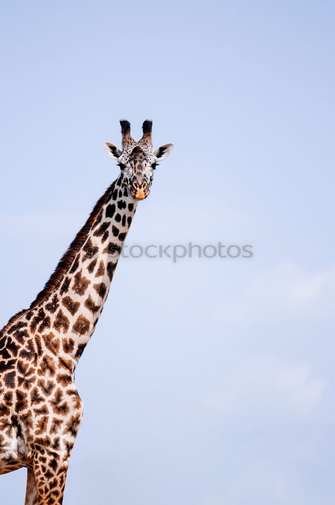 Similar – Image, Stock Photo Giraffe head Body Safari