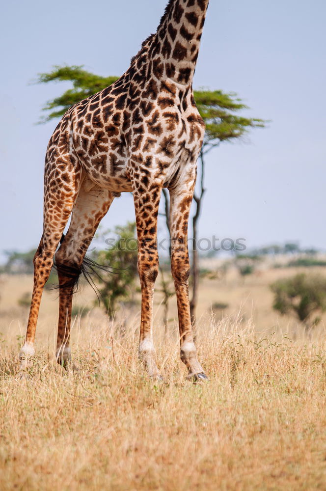 Similar – safari giraffe