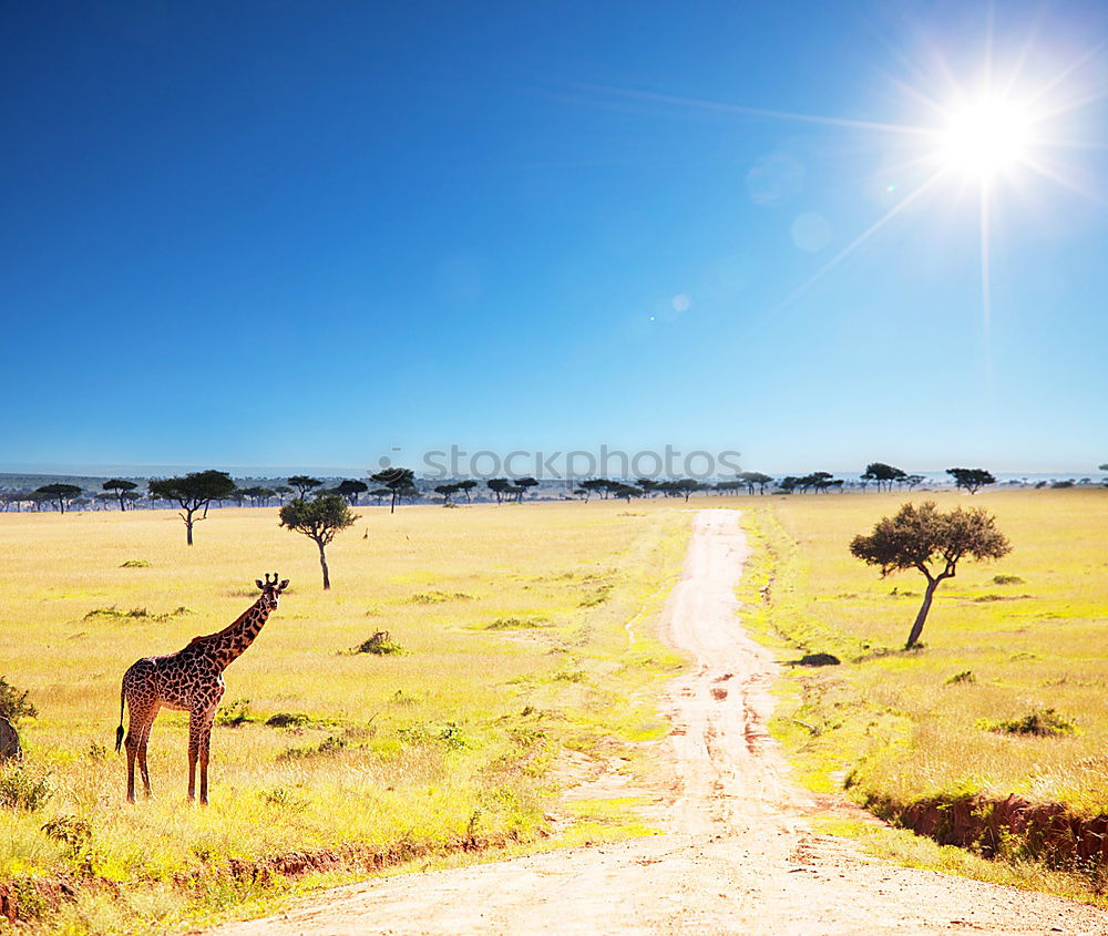 Similar – Image, Stock Photo impalas Wild animal