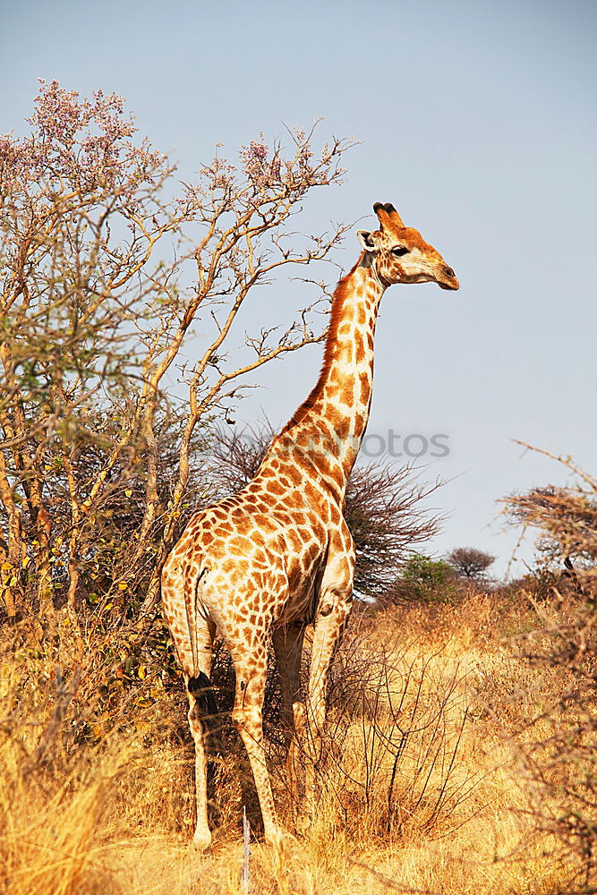 Similar – giraffe Safari Wild animal