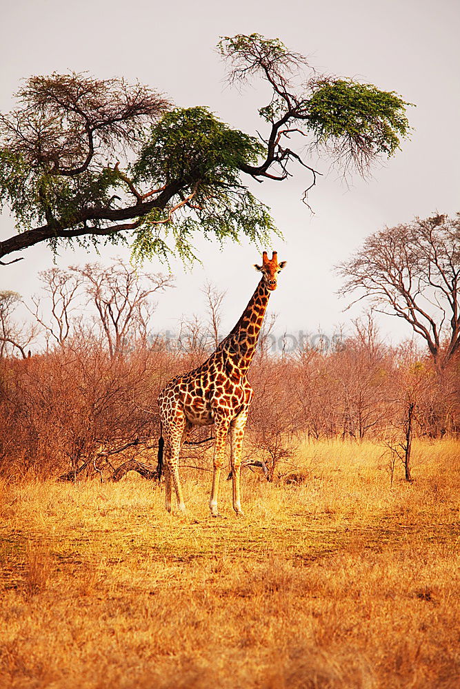 Similar – safari giraffe