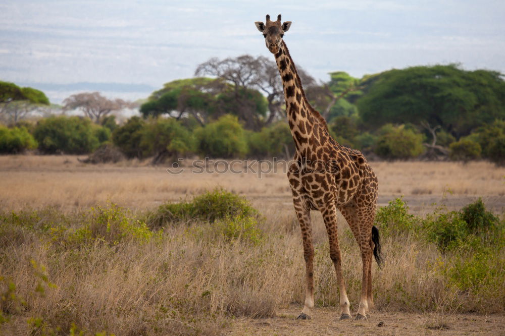 Similar – giraffe family Namibia